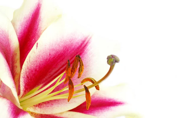 Taze Güzel Kırmızı Lily Çiçek Çiçek — Stok fotoğraf
