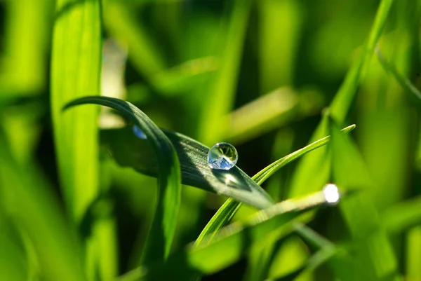 草叶上的露珠 — 图库照片
