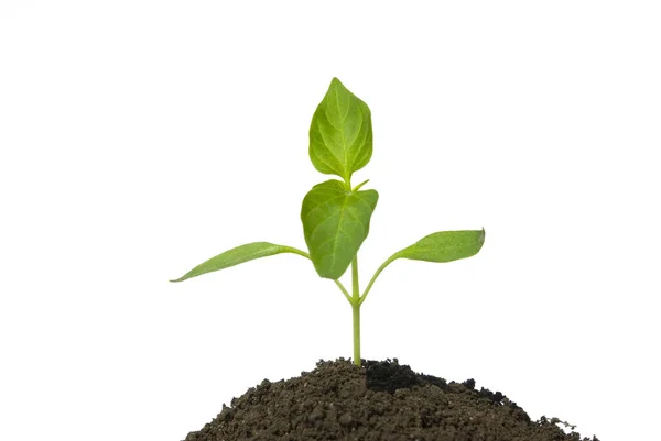 Little Green Plant White Background — Stock Photo, Image