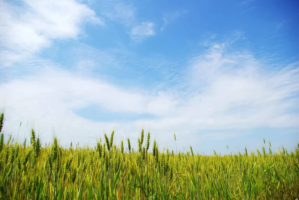 Maíz Verano Temprano Con Fondo Cielo Azul — Foto de Stock