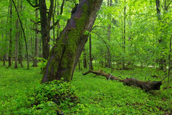 Muschio Avvolto Vecchio Albero Inden Primavera Con Piante Fresche Intorno — Foto Stock