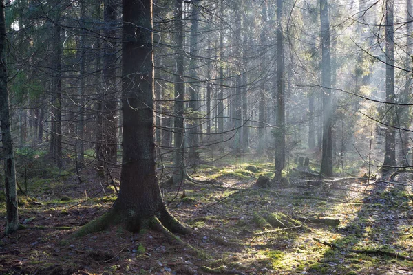 Sonnenstrahl Den Nadelholzbestand Nebligen Morgen Mit Alter Fichte Vordergrund — Stockfoto