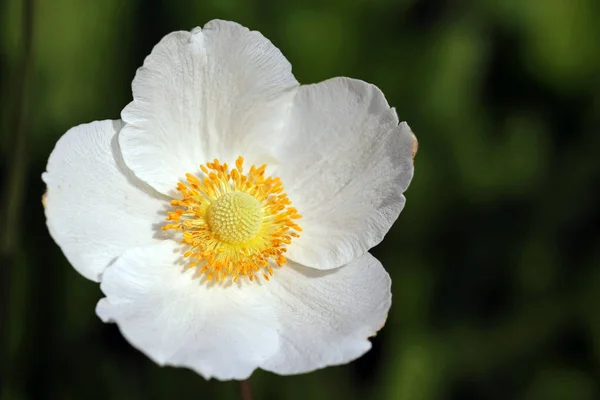 Anemone Sylvestris Anemone Sylvestris — Fotografia de Stock