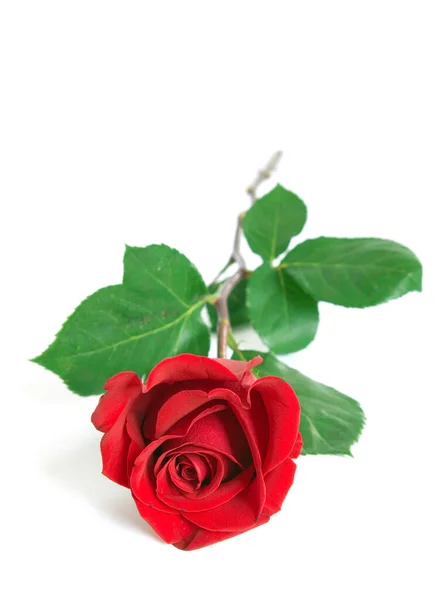 Piękny Czerwony Kwiat Róży Białym Tle — Zdjęcie stockowe