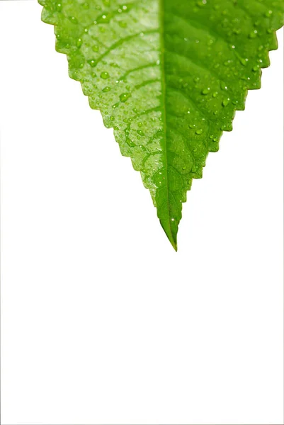 Hojas Verdes Con Gotas Agua Sobre Fondo Blanco — Foto de Stock