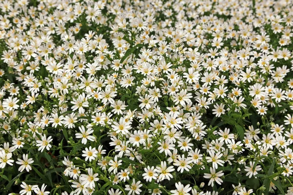 Μεγάλη Starwort Stellaria Ολοστέα — Φωτογραφία Αρχείου