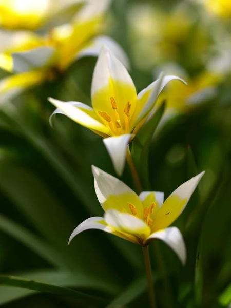 View Beautiful Spring Flowers — Stock Photo, Image