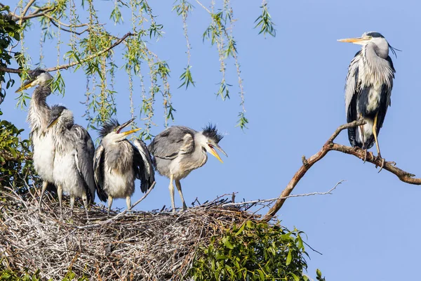 Grote Reiger Het Nest — Stockfoto