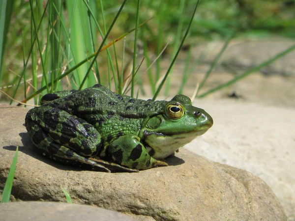 Amfibiedjur Vilda Grodor — Stockfoto