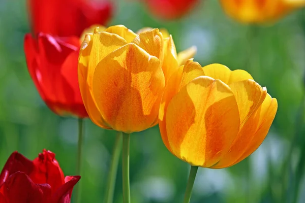 Tulipes Rouge Vif Jaune — Photo