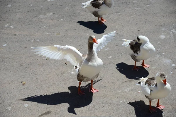 Scenic View Geese Birds Nature — Stock Photo, Image