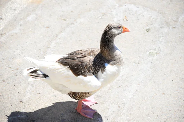 Vacker Utsikt Över Gäss Fåglar Naturen — Stockfoto