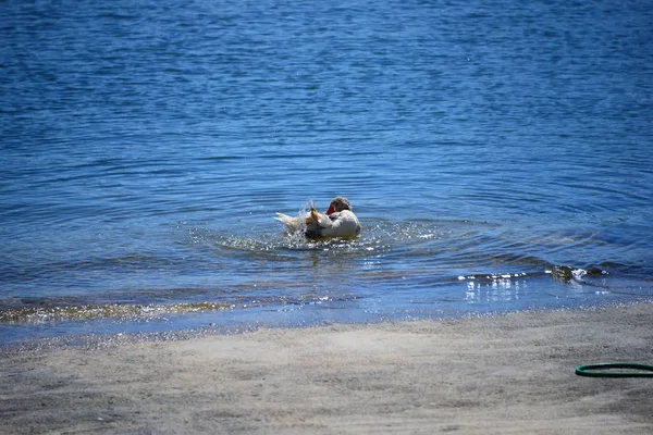 Wilde Eend Aan Middellandse Zee Spanje — Stockfoto