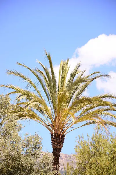 Palmiye Yaprakları Kopyalama Alanı — Stok fotoğraf
