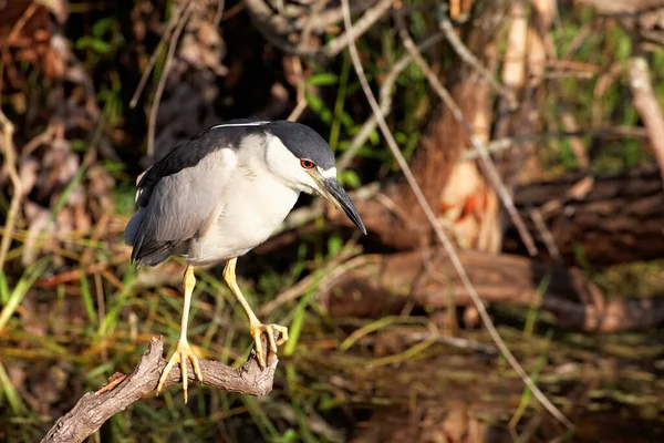 Ночная Цапля Черная Коронованная Ночная Цапля Nycticorax Nycticorax Флорида Сша — стоковое фото