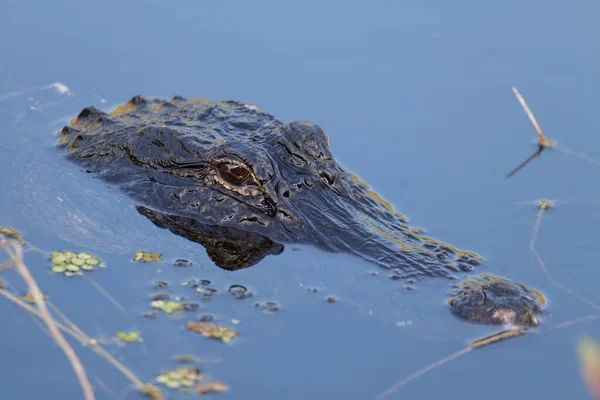 Крокодилы Аллигаторы Опасные Хищники Рептилии — стоковое фото
