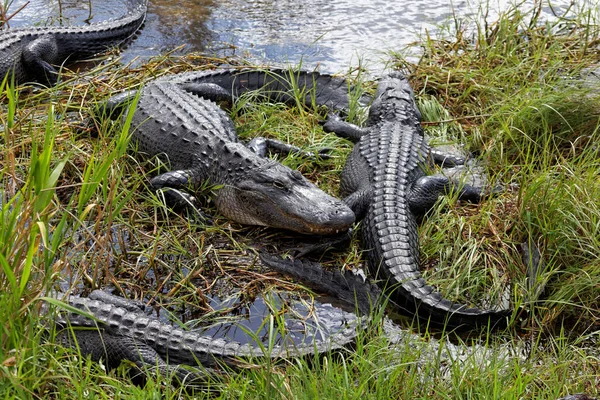 Mississippi Alligators Everglades — Stockfoto