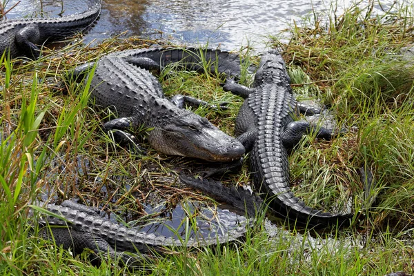 Cocodrilos Mississippi Los Everglades —  Fotos de Stock