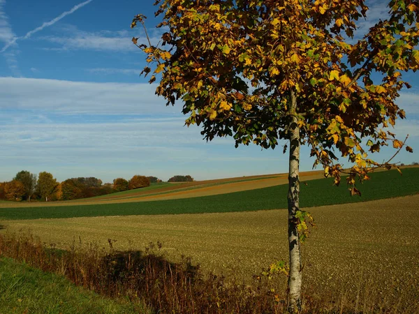 Beau Feuillage Automne Coloré — Photo