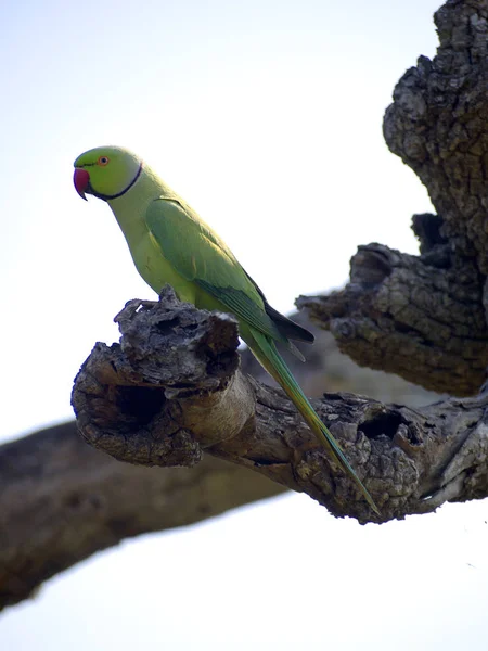 Grünpapagei Sitzt Auf Einem Baum Nationalpark — Stockfoto