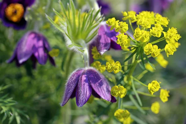 Belles Fleurs Fond Concept Floral — Photo