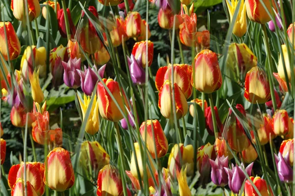 美しい春の花の眺め — ストック写真