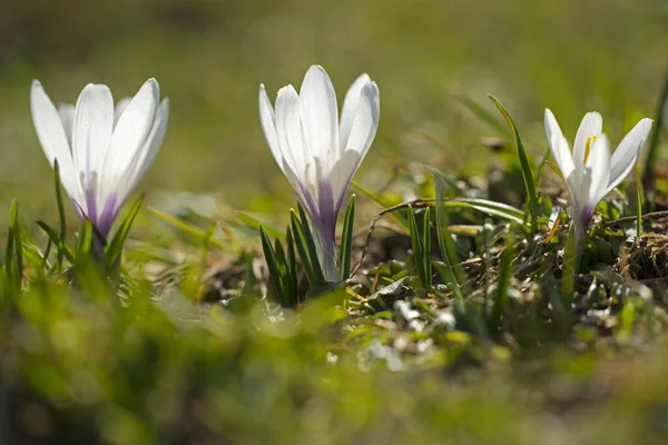 Krokusy Ogrodowe Wiosenne Płatki Kwiatów — Zdjęcie stockowe