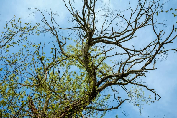 Blick Vom Boden Auf Frühlingsbaum Gegen Blauen Himmel — Stockfoto