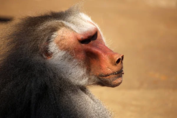 Animais Temas Macaco Natureza — Fotografia de Stock