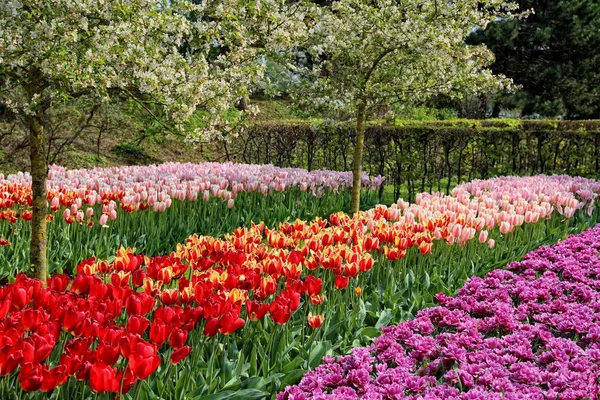 Magnifika Blommor Våren — Stockfoto