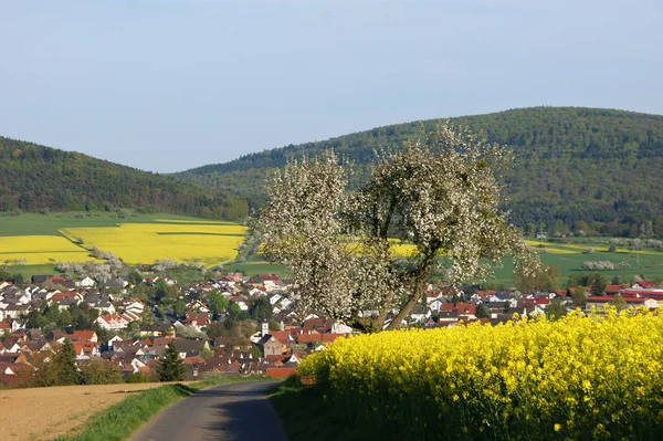 Canola Fält Spessart — Stockfoto