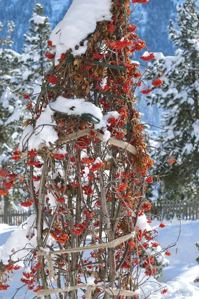 Rowan Berries Snow Background Blue Mountains Photo Taken Switzerland — Stock Photo, Image