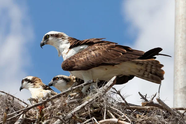 Malerischer Blick Auf Schöne Fischadler Vogel — Stockfoto