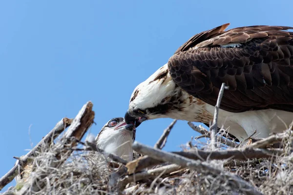 Luonnonkaunis Näkymä Kaunis Osprey Lintu — kuvapankkivalokuva