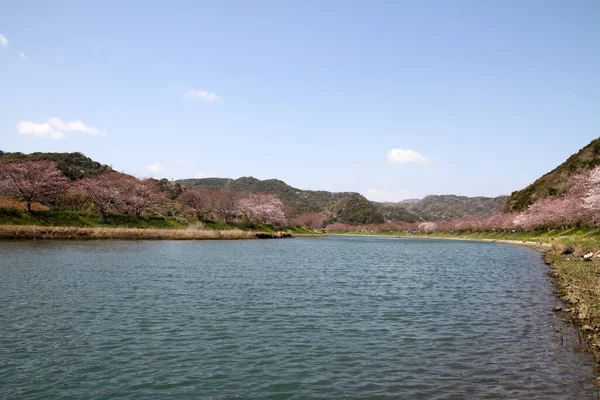 Άνθη Κερασιάς Και Πεδίο Μουστάρδα Izu Σιζουόκα Ιαπωνία — Φωτογραφία Αρχείου