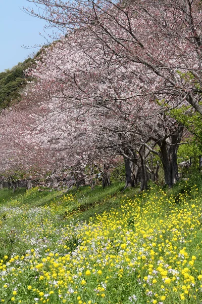 Vår Blomma Blommor Träd — Stockfoto