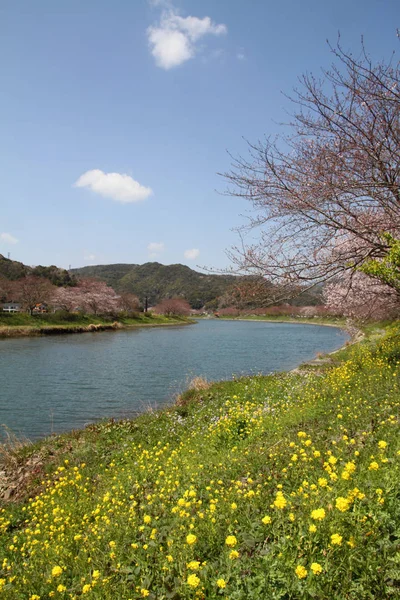 Wiśniowe Kwiaty Pole Gorczycy Izu Shizuoka Japonia — Zdjęcie stockowe