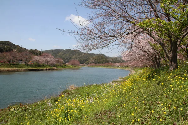 Třešňové Květy Pole Hořčice Izu Shizuoka Japonsko — Stock fotografie