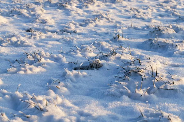 針のある高い松の木と霜の低い裸の落葉樹 野生の霜の冬の日 — ストック写真