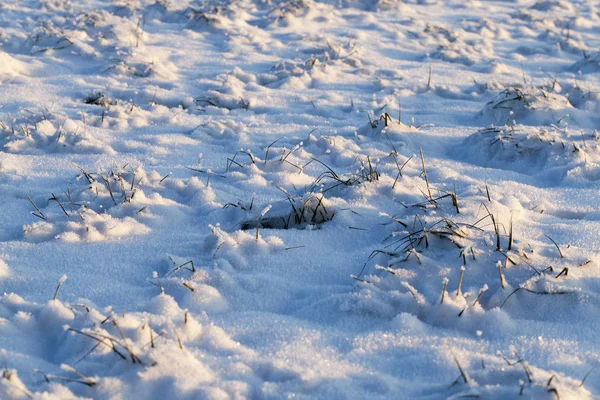 Hohe Kiefern Mit Nadeln Und Niedrige Kahle Laubbäume Frost Ein — Stockfoto