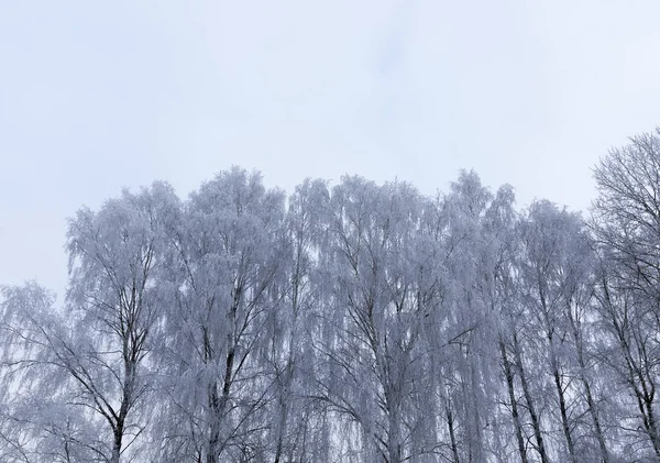 Ψηλά Πεύκα Βελόνες Και Χαμηλά Γυμνά Φυλλοβόλα Δέντρα Στον Παγετό — Φωτογραφία Αρχείου