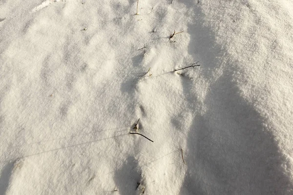 Alti Pini Con Aghi Bassi Alberi Decidui Nudi Nel Gelo — Foto Stock