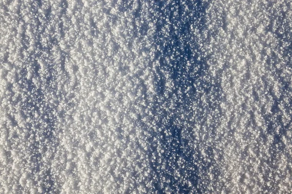 Высокие Сосны Иглами Низкие Лиственные Деревья Мороз Морозный Зимний День — стоковое фото