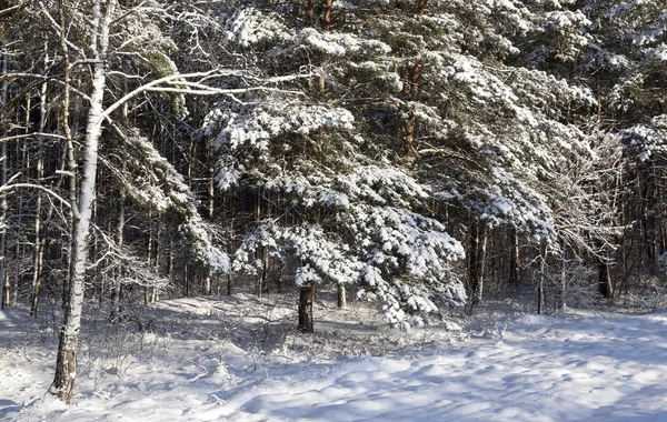 Высокие Сосны Иглами Низкие Лиственные Деревья Мороз Морозный Зимний День — стоковое фото