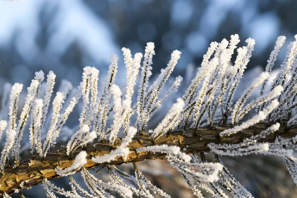 Pinos Altos Con Agujas Árboles Caducifolios Desnudos Helada Día Invierno — Foto de Stock