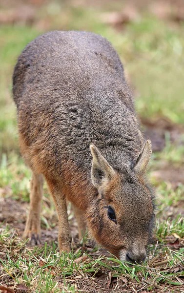 Wielka Mara Lub Pampas Nos Dolichotis Patagonum — Zdjęcie stockowe