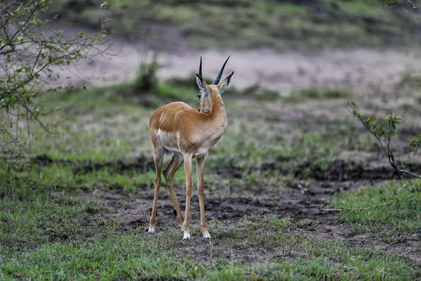 Masai Marakenya Antilop — Stok fotoğraf