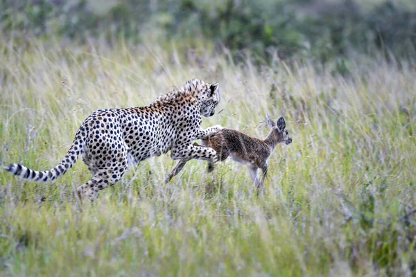 Bellissimo Ghepardo Grande Gatto Savannah Animale Selvatico — Foto Stock