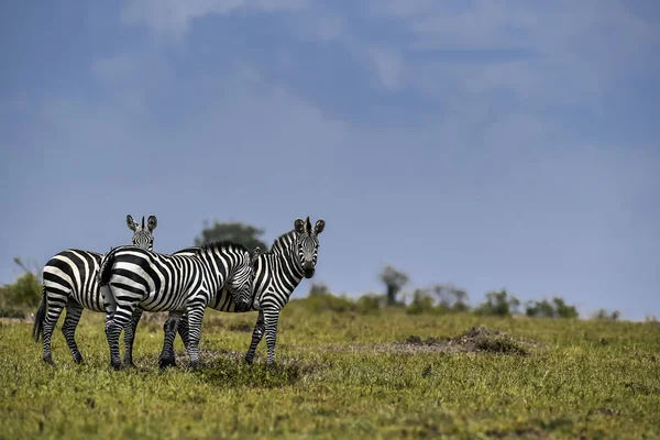 Manada Zebra Savana África — Fotografia de Stock