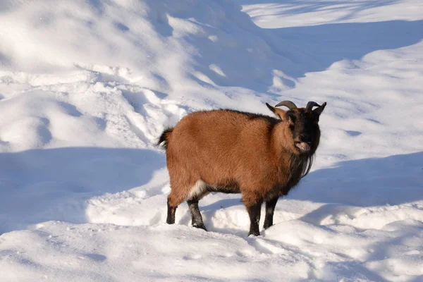 Geweldige Natuur Alpen Bergen Achtergrond — Stockfoto